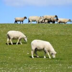 the sheep, lamb, nature-7186557.jpg